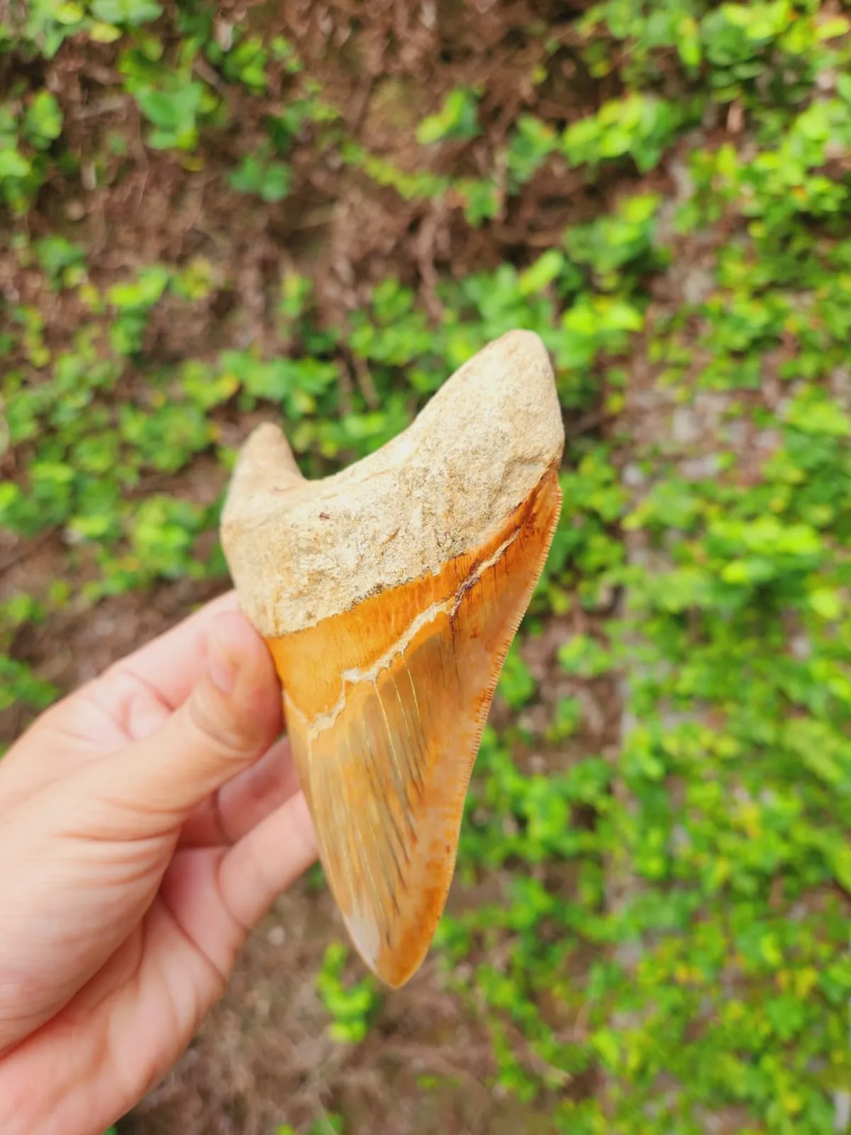 Natural Megalodon Tooth from Indonesia - 5.4