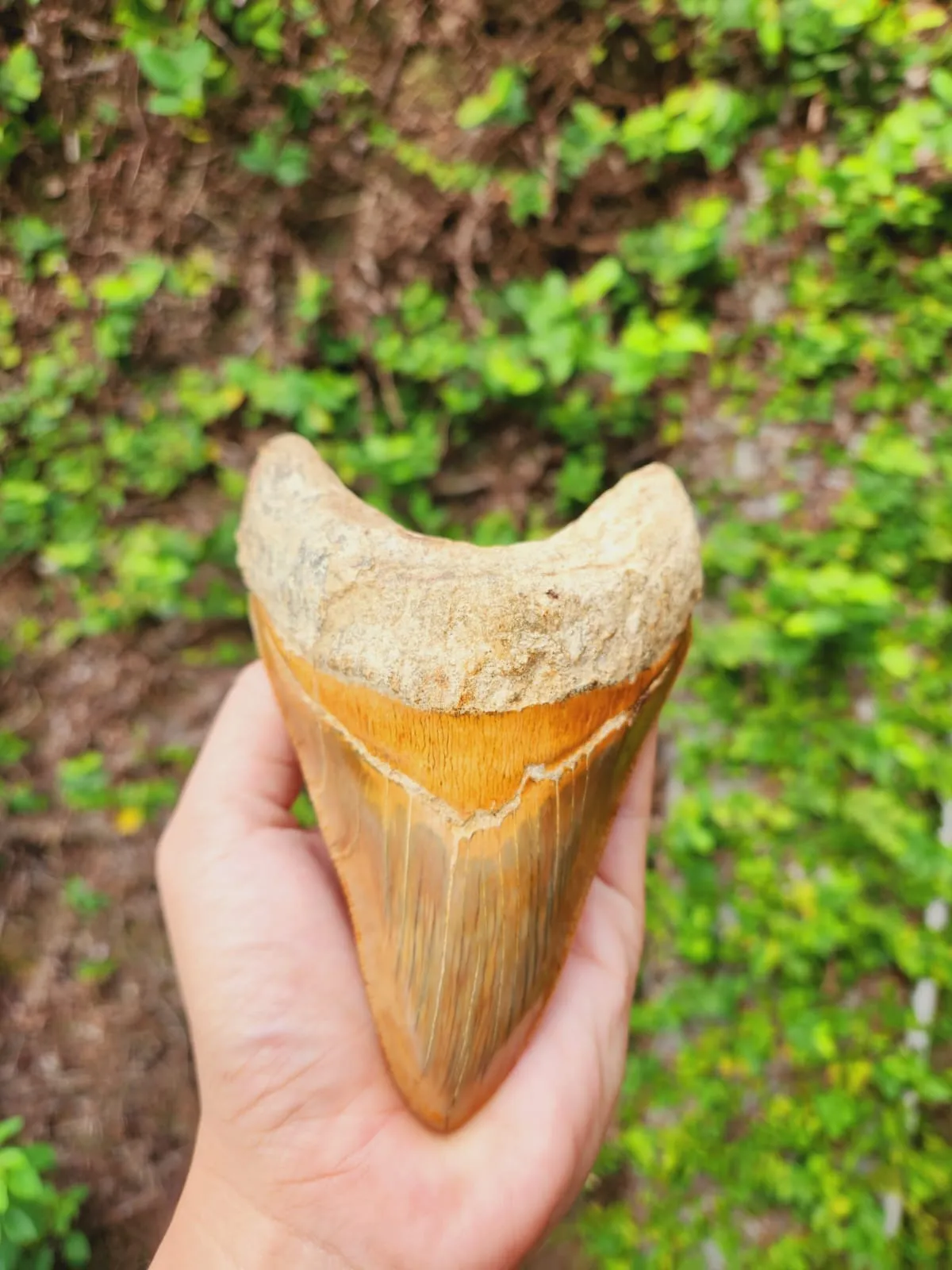 Natural Megalodon Tooth from Indonesia - 5.4