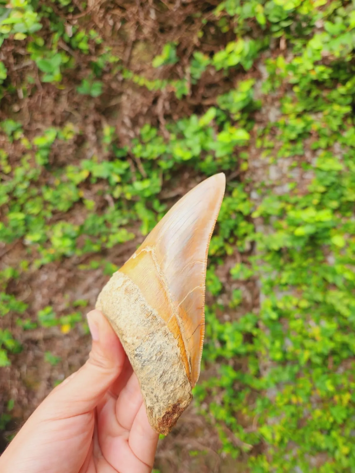 Natural Megalodon Tooth from Indonesia - 5.4