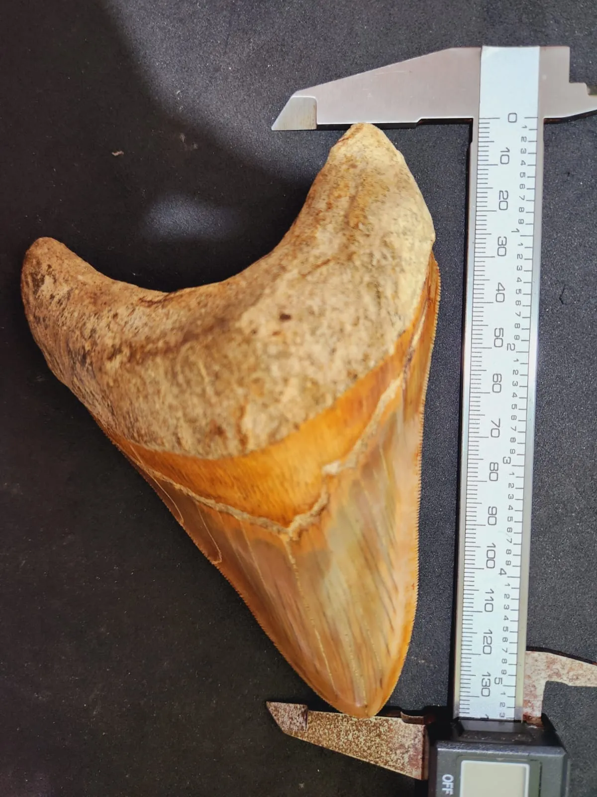 Natural Megalodon Tooth from Indonesia - 5.4