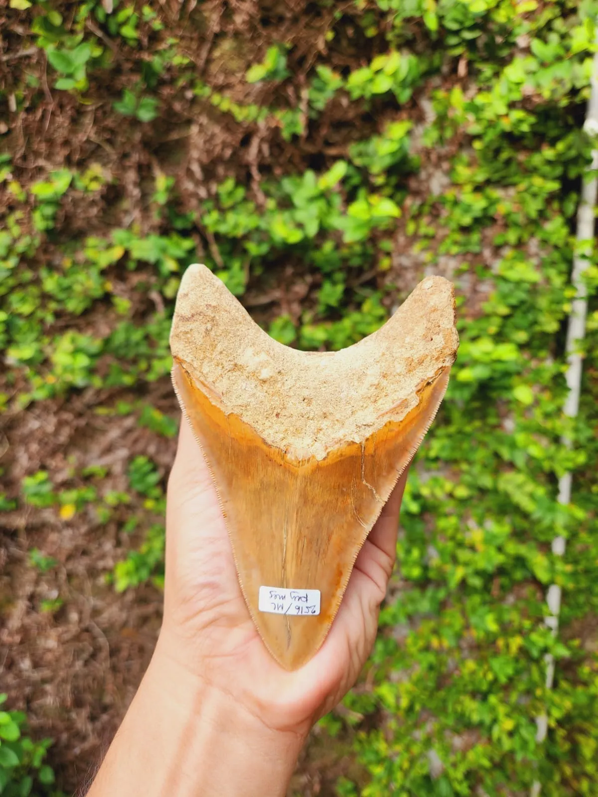 Natural Megalodon Tooth from Indonesia - 5.4