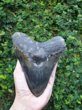 Natural Megalodon Tooth from Indonesia - 5.70